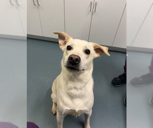Shepradors Dogs for adoption in London, Ontario, Canada