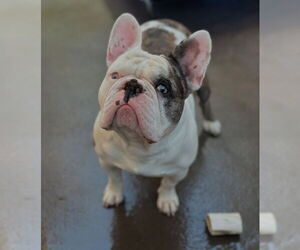 Free-Lance Bulldog Dogs for adoption in Las Vegas, NV, USA