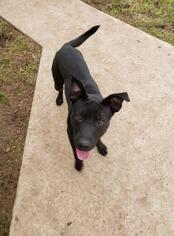 Mutt Dogs for adoption in Seminole, OK, USA