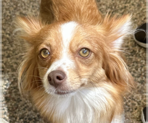 Papillon-Unknown Mix Dogs for adoption in San Ramon, CA, USA