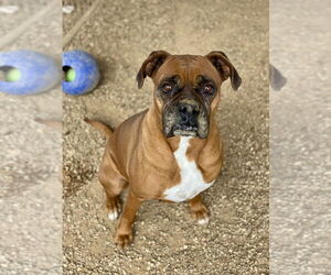 Boxer Dogs for adoption in Austin, TX, USA