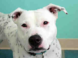 American Pit Bull Terrier Dogs for adoption in Lawrence, KS, USA