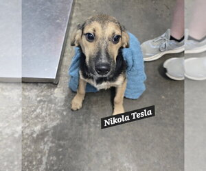 Beagle-German Shepherd Dog Mix Dogs for adoption in Evansville, IN, USA