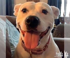 Bull Terrier-Unknown Mix Dogs for adoption in Washington, DC, USA