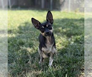 Chihuahua-Unknown Mix Dogs for adoption in Modesto, CA, USA