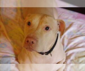 American Pit Bull Terrier Dogs for adoption in Wenonah, NJ, USA