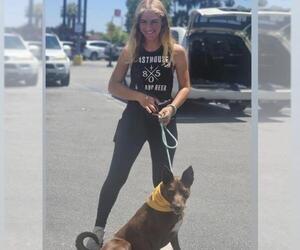 Australian Kelpie-Unknown Mix Dogs for adoption in Santa Maria, CA, USA
