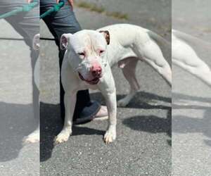 Mutt Dogs for adoption in Low Moor, VA, USA