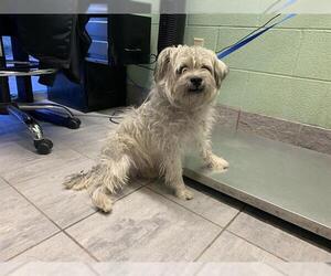 Havanese-Unknown Mix Dogs for adoption in Grand Prairie, TX, USA