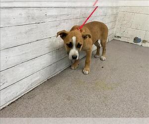 American Pit Bull Terrier-Unknown Mix Dogs for adoption in San Bernardino, CA, USA