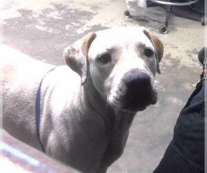 Black Mouth Cur-Pointer Mix Dogs for adoption in Tallahassee, FL, USA