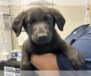 German Shepherd Dog-Unknown Mix Dogs for adoption in Visalia, CA, USA