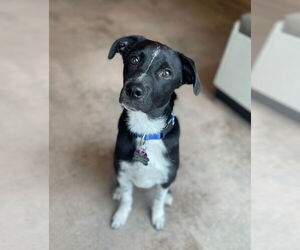 Mutt Dogs for adoption in Aurora, CO, USA