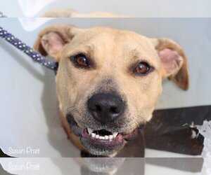 Mutt Dogs for adoption in Bedford, VA, USA