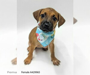 Labrador Retriever Dogs for adoption in Conroe, TX, USA