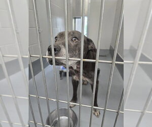 American Pit Bull Terrier Dogs for adoption in Ocala, FL, USA