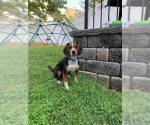 Beagle Dogs for adoption in Stephens City, VA, USA