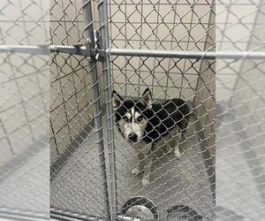 Siberian Husky Dogs for adoption in Pasadena, TX, USA