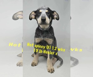 Mutt Dogs for adoption in pomfret, CT, USA