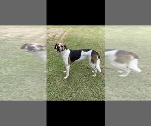 Black and Tan Coonhound-Labrador Retriever Mix Dogs for adoption in Conway, AR, USA