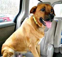 Labrador Retriever Dogs for adoption in Durham, NC, USA