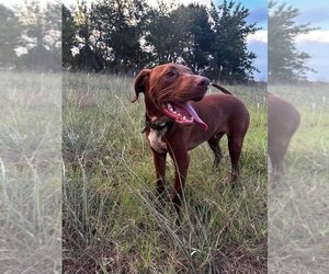 Medium Photo #6 Mutt Puppy For Sale in Claremore, OK, USA