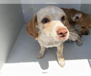 Dachshund-Unknown Mix Dogs for adoption in Houston, TX, USA