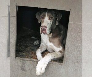 Great Dane Dogs for adoption in Pembroke, GA, USA