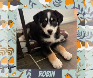 Scottish Collisky Dogs for adoption in Littleton, CO, USA