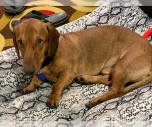 Dachshund Dogs for adoption in Canyon Country, CA, USA