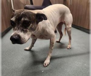 American Pit Bull Terrier Dogs for adoption in Baytown, TX, USA