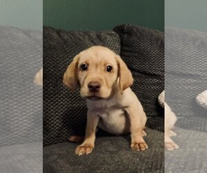 Golden Labrador Dogs for adoption in Phoenix, AZ, USA