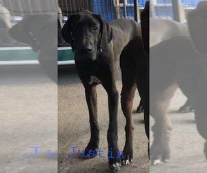 Great Dane Dogs for adoption in Palm Beach, FL, USA