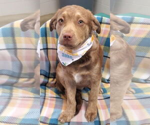 German Shepherd Dog-Unknown Mix Dogs for adoption in Tampa, FL, USA