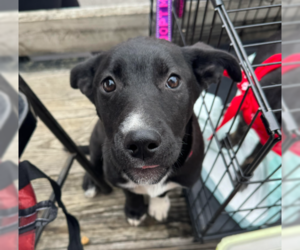 Mutt Dogs for adoption in Brooklyn Center, MN, USA