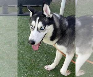 Siberian Husky-Unknown Mix Dogs for adoption in Woodland, CA, USA