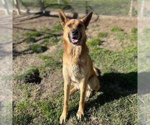 German Shepherd Dog Dogs for adoption in Modesto, CA, USA