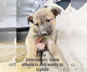 Medium Photo #3 Gerberian Shepsky Puppy For Sale in Aurora, IN, USA