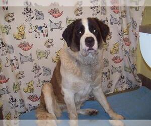 Saint Bernard Dogs for adoption in Forestville, MD, USA
