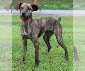 Italian Greyhound-Unknown Mix Dogs for adoption in Prattville, AL, USA