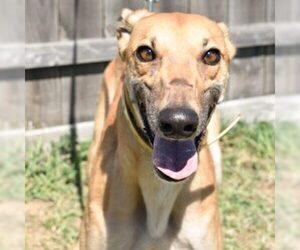 Greyhound Dogs for adoption in Grandville, MI, USA