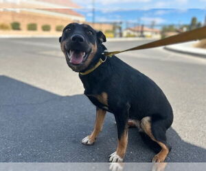German Shepherd Dog-Unknown Mix Dogs for adoption in HESPERIA, CA, USA