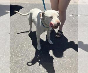 American Pit Bull Terrier-Labrador Retriever Mix Dogs for adoption in Stockton, CA, USA