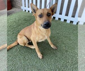 German Shepherd Dog-Unknown Mix Dogs for adoption in Modesto, CA, USA