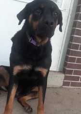 Medium Photo #1 Rottweiler-Unknown Mix Puppy For Sale in Lakewood, CO, USA
