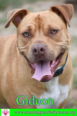 American Staffordshire Terrier-Boxer Mix Dogs for adoption in Pensacola, FL, USA