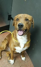 Boxador Dogs for adoption in Spokane, WA, USA