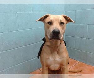 Labrador Retriever-Unknown Mix Dogs for adoption in Downey, CA, USA