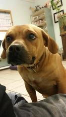 Beagle Dogs for adoption in Cochran, GA, USA
