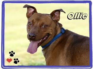 American Pit Bull Terrier-Labrador Retriever Mix Dogs for adoption in Marion, KY, USA